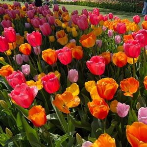 Meet your Posher, Laurel